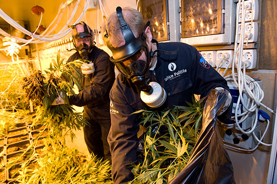 About one third of all organised crime groups (OCGs) in the EU are involved in the production and distribution of illicit drugs.