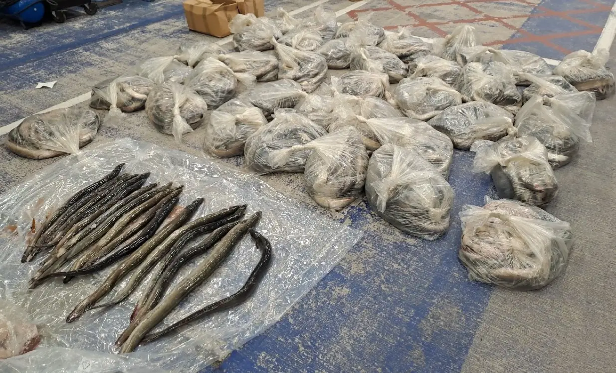 Europol guida maxi-operazione contro il traffico illecito di anguille cieche, sequestri e arresti in tutta Europa
