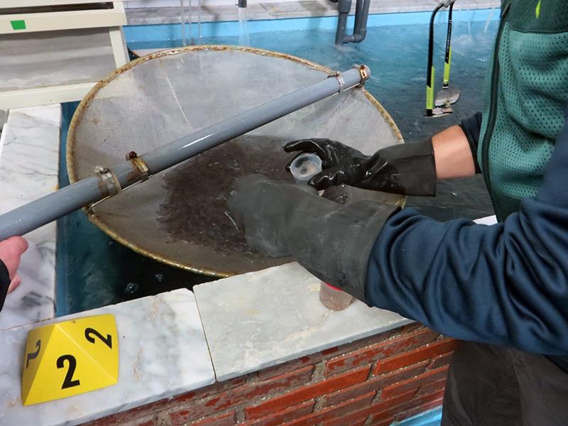 Over 5 tonnes of smuggled glass eels seized in Europe this year Europol