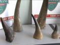 Rhino Horns image