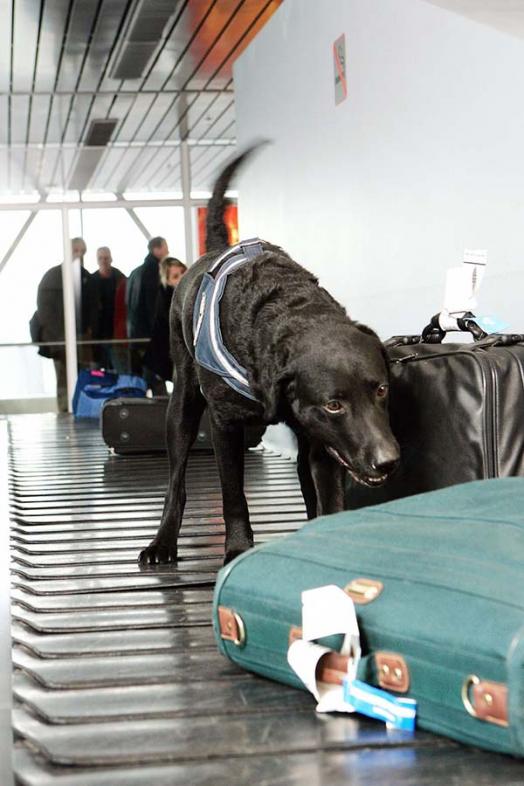 Tax and Customs Board (Estonia)